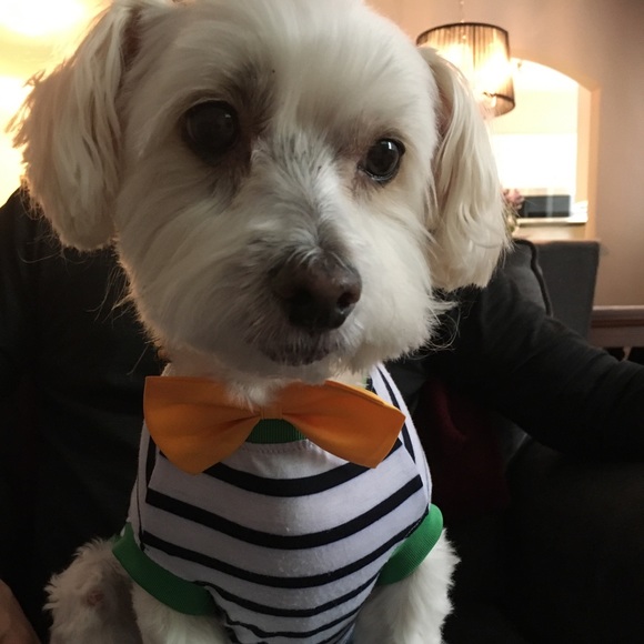 Meet your Posher, Lucia - Picture 1 of 1